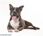Small #2 American Pit Bull Terrier Mix