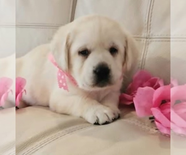 Medium Photo #1 Labrador Retriever Puppy For Sale in ATMORE, AL, USA