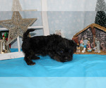 Small Photo #23 YorkiePoo Puppy For Sale in CHANUTE, KS, USA