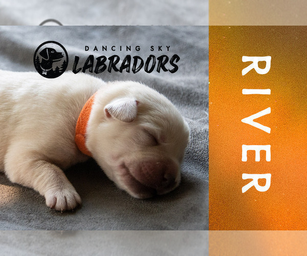 Medium Photo #5 Labrador Retriever Puppy For Sale in ROOSEVELT, MN, USA