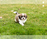 Small Photo #2 Shih Tzu Puppy For Sale in NAPPANEE, IN, USA