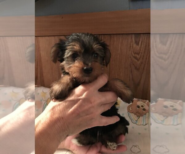 Medium Photo #4 Yorkshire Terrier Puppy For Sale in BUNNELL, FL, USA