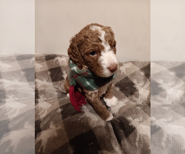 Medium Photo #1 Springerdoodle Puppy For Sale in MONTELLO, WI, USA