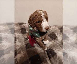 Springerdoodle Puppy for sale in MONTELLO, WI, USA