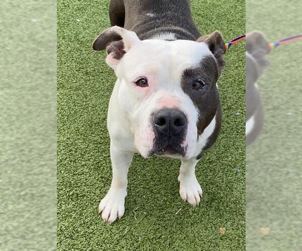 Medium Photo #1 Mutt Puppy For Sale in Fayetteville, NC, USA