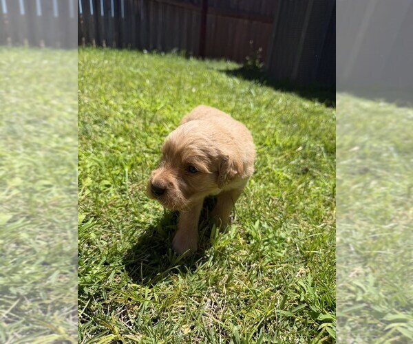 Medium Photo #8 English Cream Golden Retriever Puppy For Sale in SACRAMENTO, CA, USA