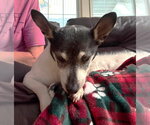 Small #17 Chihuahua Mix