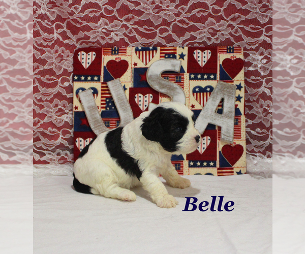 Medium Photo #8 Cavapoo Puppy For Sale in CHANUTE, KS, USA