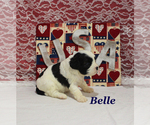 Small #7 Cavapoo