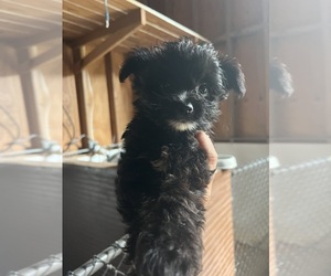 Poodle (Toy)-Yorkshire Terrier Mix Puppy for sale in WHITE OAK, GA, USA