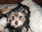 Small Photo #1 Poodle (Toy)-Yorkshire Terrier Mix Puppy For Sale in SEDALIA, MO, USA
