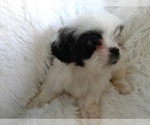 Small Photo #2 Shih Tzu Puppy For Sale in DOUGLAS, GA, USA