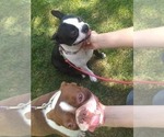 Small Photo #1 Boston Terrier Puppy For Sale in SPENCERVILLE, IN, USA