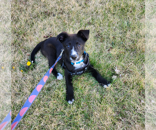 Medium Photo #2 Borador Puppy For Sale in Lakewood, CO, USA