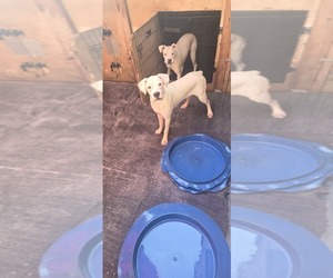 Boxer Puppy for sale in FONTANA, CA, USA