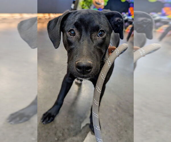Medium Photo #2 Labrador Retriever Puppy For Sale in Boston, MA, USA