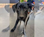Small #1 Labrador Retriever