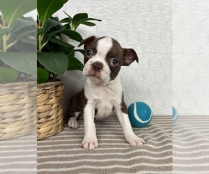 Boston Terrier Puppy for sale in GREENFIELD, IN, USA