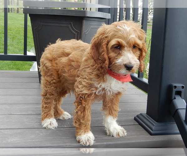 Medium Photo #7 Cockapoo Puppy For Sale in MILLERSBURG, OH, USA