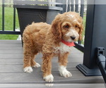 Small #6 Cockapoo