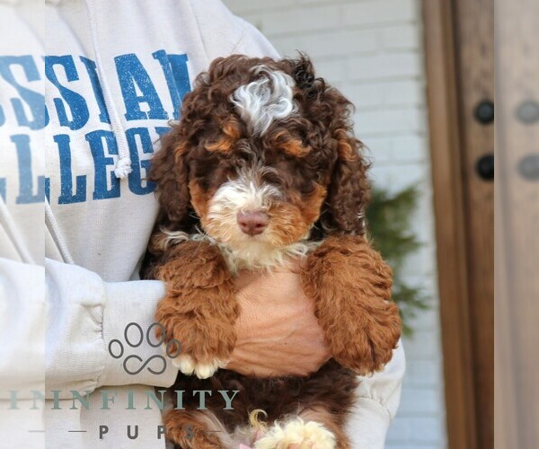 Medium Photo #3 Bernedoodle (Miniature) Puppy For Sale in NARVON, PA, USA