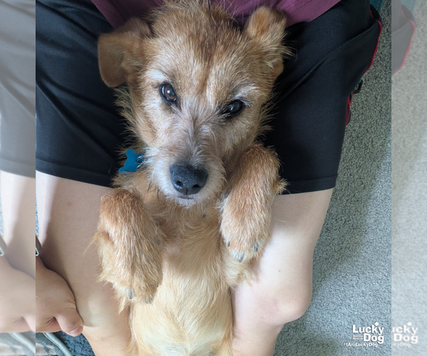 Medium Photo #11 Labrador Retriever-Unknown Mix Puppy For Sale in Washington, DC, USA