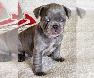 Medium French Bulldog