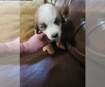 Small #1 Saint Bernard