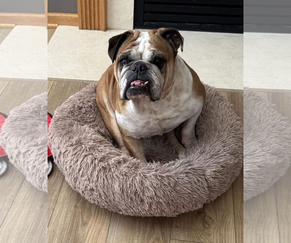 Medium Photo #5 Bulldog Puppy For Sale in St. Louis Park, MN, USA