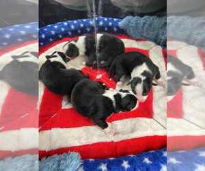 Miniature American Shepherd Puppy for sale in GARYSBURG, NC, USA