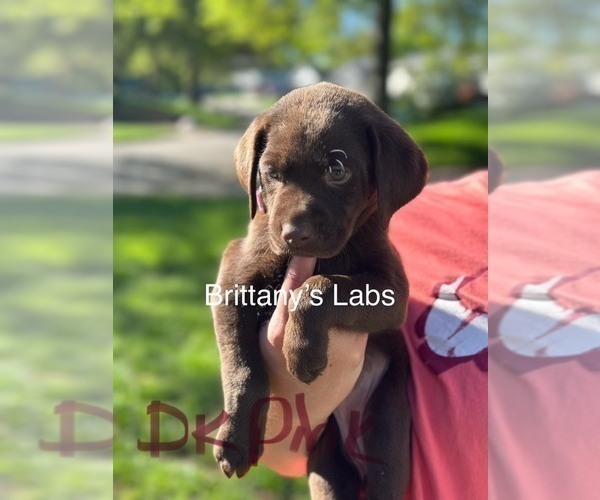 Medium Photo #3 Labrador Retriever Puppy For Sale in SAINT JOSEPH, MO, USA