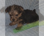 Small Photo #336 Yorkshire Terrier Puppy For Sale in AKRON, OH, USA