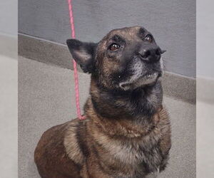 Mutt Dogs for adoption in Las Vegas, NV, USA