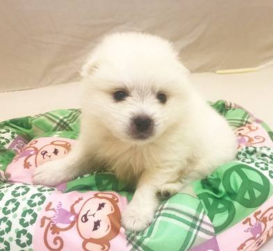 Medium Photo #1 Japanese Spitz Puppy For Sale in SAN JOSE, CA, USA