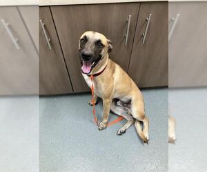 Black Mouth Cur Dogs for adoption in Baytown, TX, USA