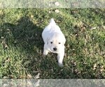 Small Photo #2 Golden Retriever Puppy For Sale in GREELEY, CO, USA