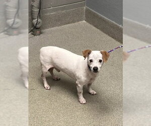 Mutt Dogs for adoption in Las Vegas, NV, USA
