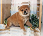 Small #1 Shiba Inu