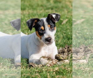 Basenji-Rat Terrier Mix Dogs for adoption in McKinney, TX, USA