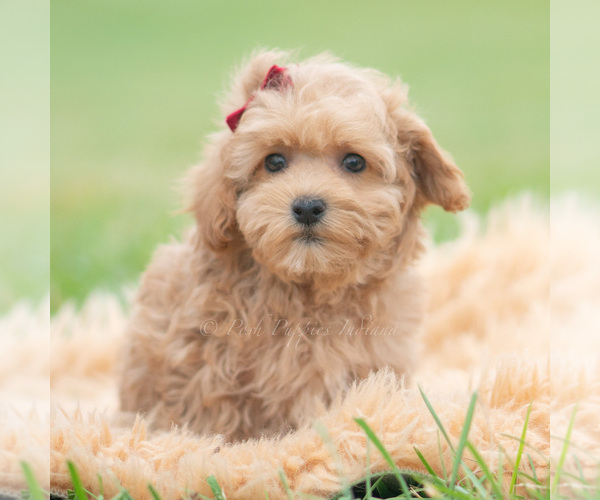 Medium Photo #2 Maltipoo (Miniature) Puppy For Sale in WARSAW, IN, USA