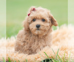 Small Photo #32 Maltipoo (Miniature) Puppy For Sale in WARSAW, IN, USA