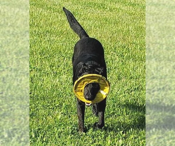 Medium Photo #9 German Shepherd Dog Puppy For Sale in Kansas City, MO, USA