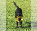Small #8 German Shepherd Dog