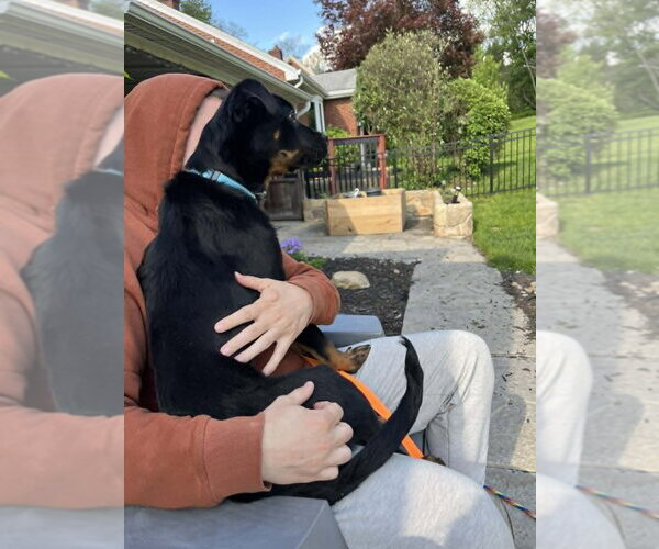 Medium Photo #3 Rottweiler-Unknown Mix Puppy For Sale in Springdale, PA, USA