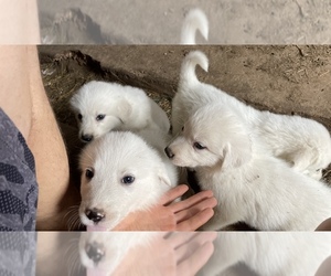 Great Pyrenees Puppy for sale in VERONA, MO, USA