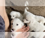 Small Great Pyrenees