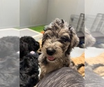 Small Photo #9 Aussiedoodle-Goldendoodle Mix Puppy For Sale in ETOWAH, TN, USA