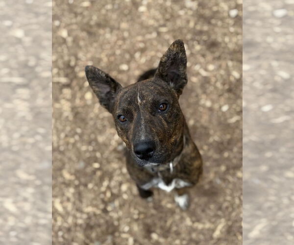 Medium Photo #1 American Pit Bull Terrier-Unknown Mix Puppy For Sale in Corning, AR, USA