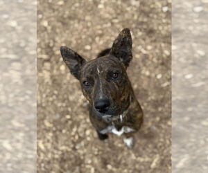 American Pit Bull Terrier-Unknown Mix Dogs for adoption in Corning, AR, USA