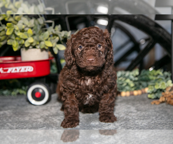 Medium Photo #1 Labradoodle-Poodle (Miniature) Mix Puppy For Sale in MIDDLEBURY, IN, USA